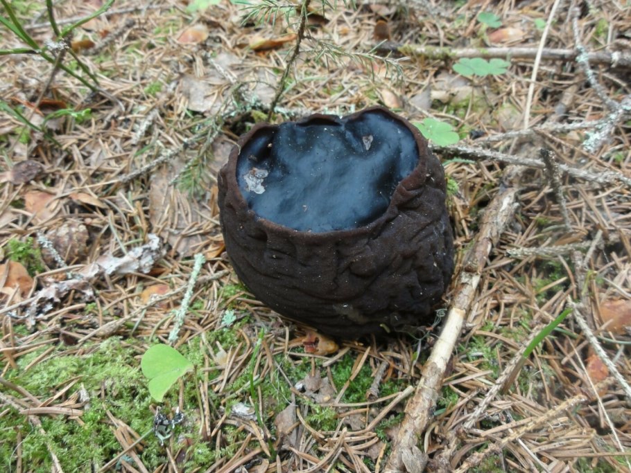 Грибы в Карелии 2021