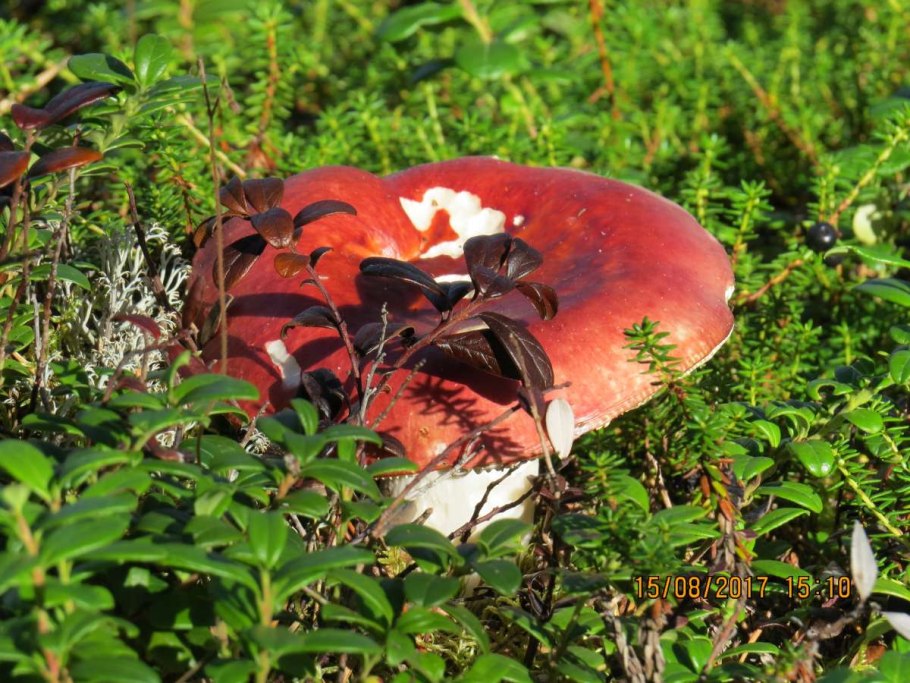 Грибы Карелии весенние