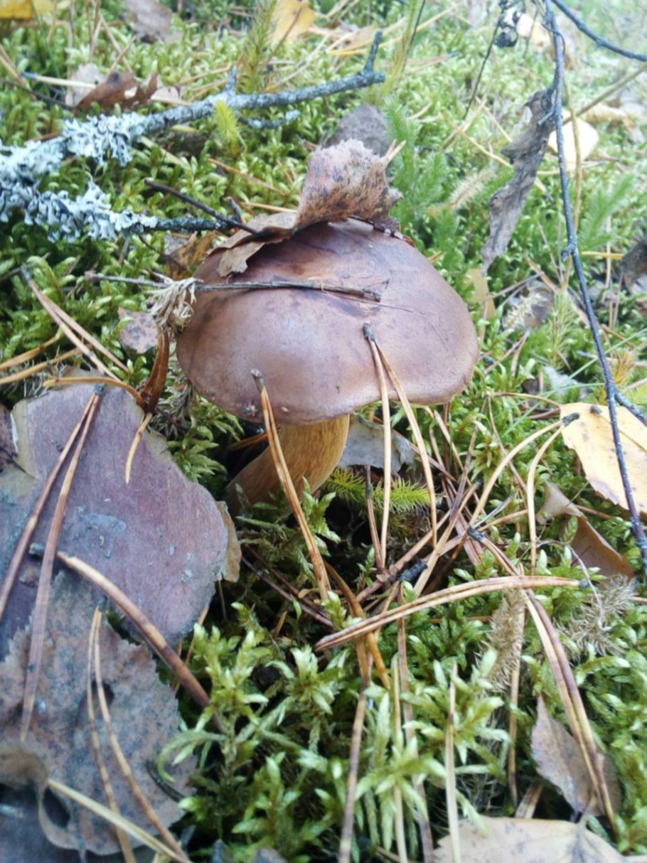 Подосиновики в Карелии