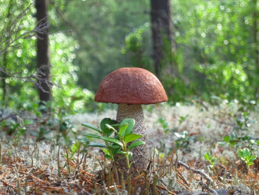 Подосиновики в карелии