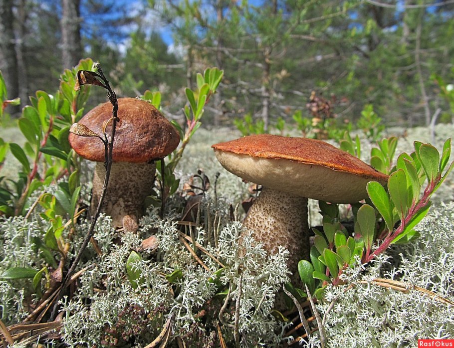 Грибы в Карелии 2021 сейчас фото