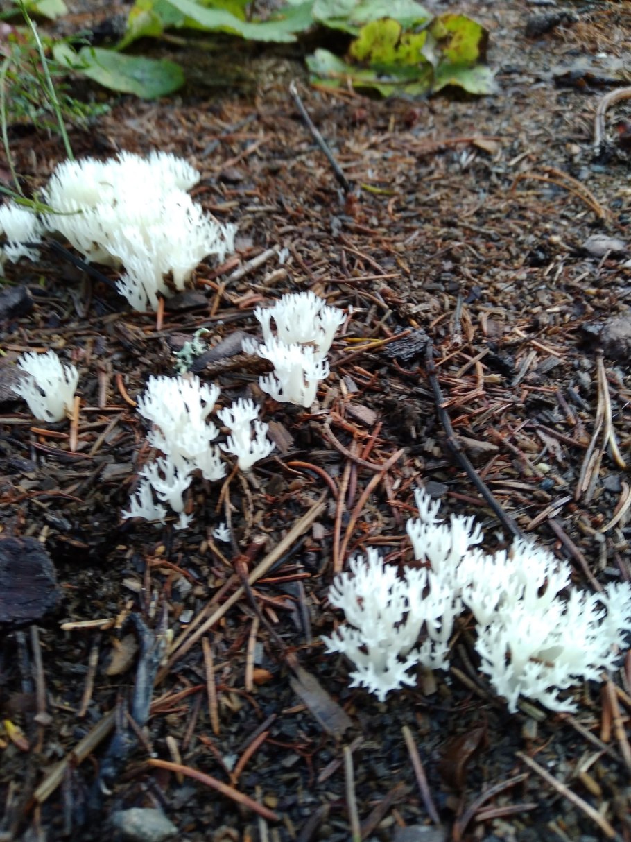 Северные грибы съедобные