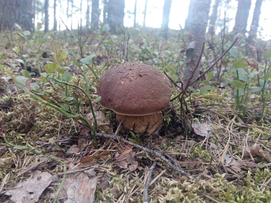 Грибы Карелии