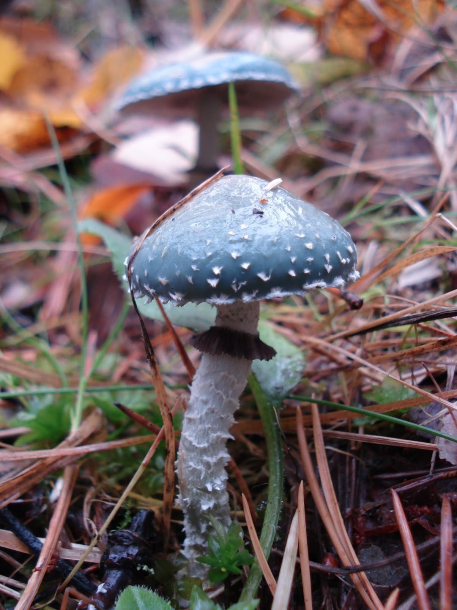 Строфария сине-зелёная stropharia aeruginosa