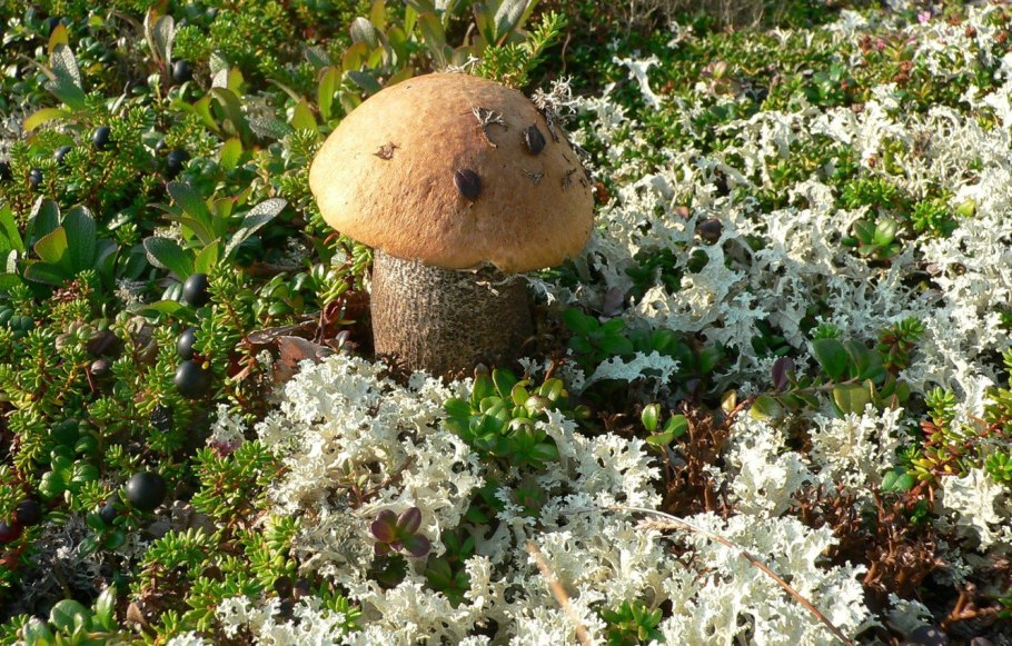 Крепидот гриб