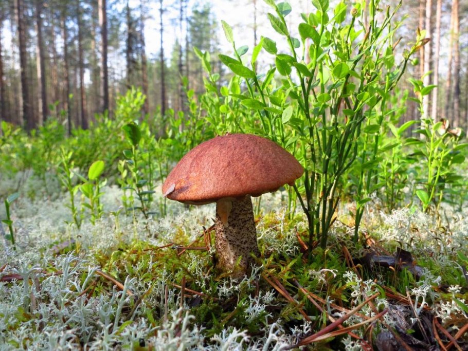 Ежовик кровоточащий гриб