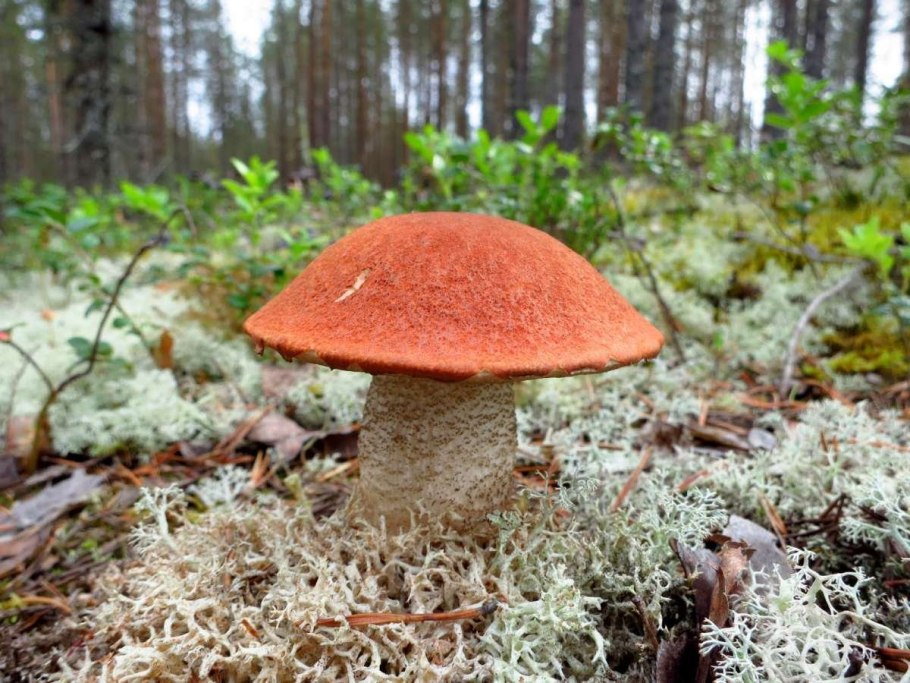 Подберезовик Карелии