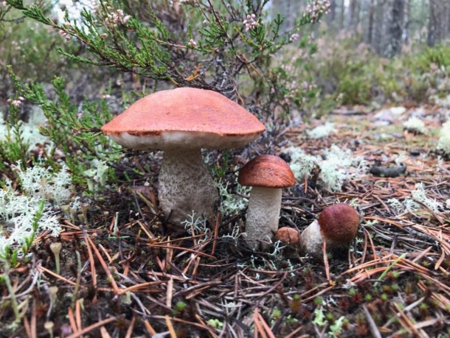 Карельские грибы