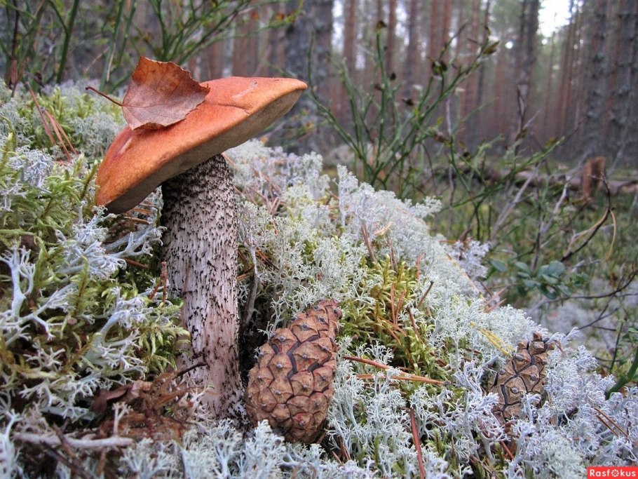 Гриб ежовик Дьявольский