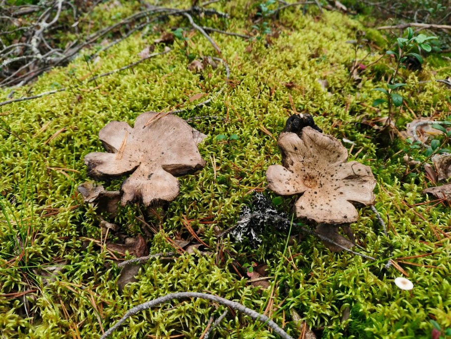 Редкие грибы