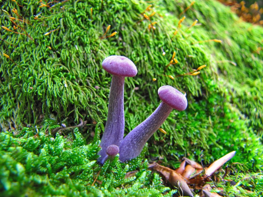 Грибной лес в Карелии