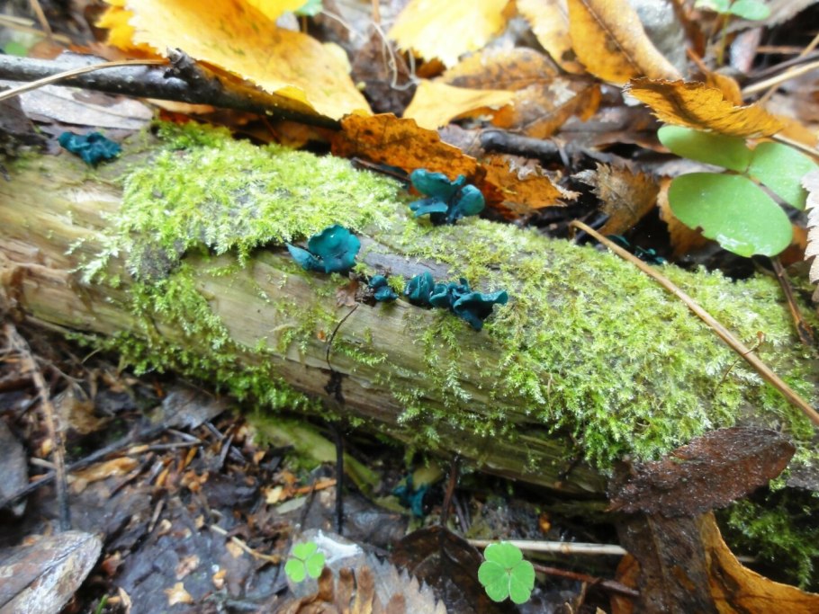 Белые грибы в Карелии