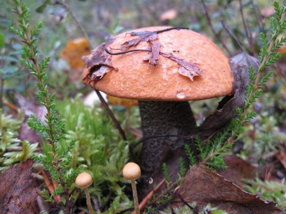 Салми Карелия грибы