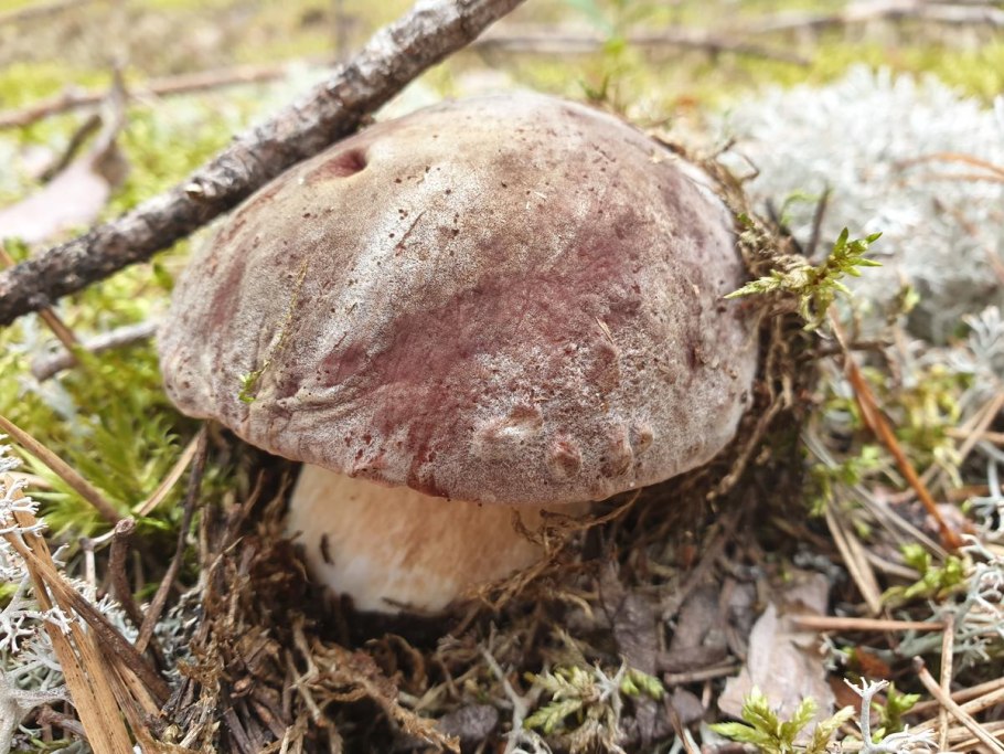 Зона Карелии грибы