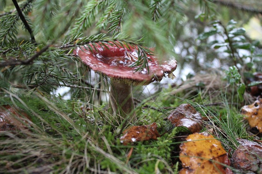 Белые грибы в Карелии 2020