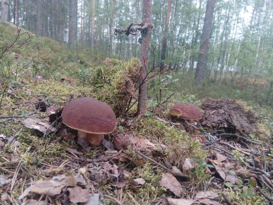 Решеточный красный