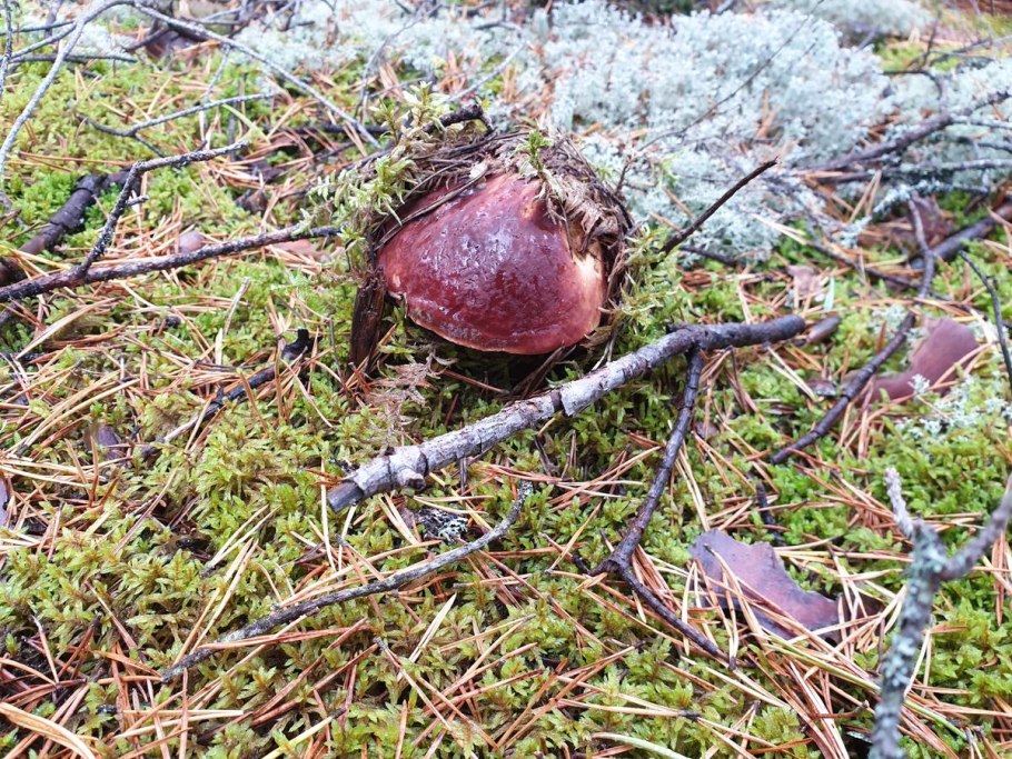 Карелия ягель ягоды грибы