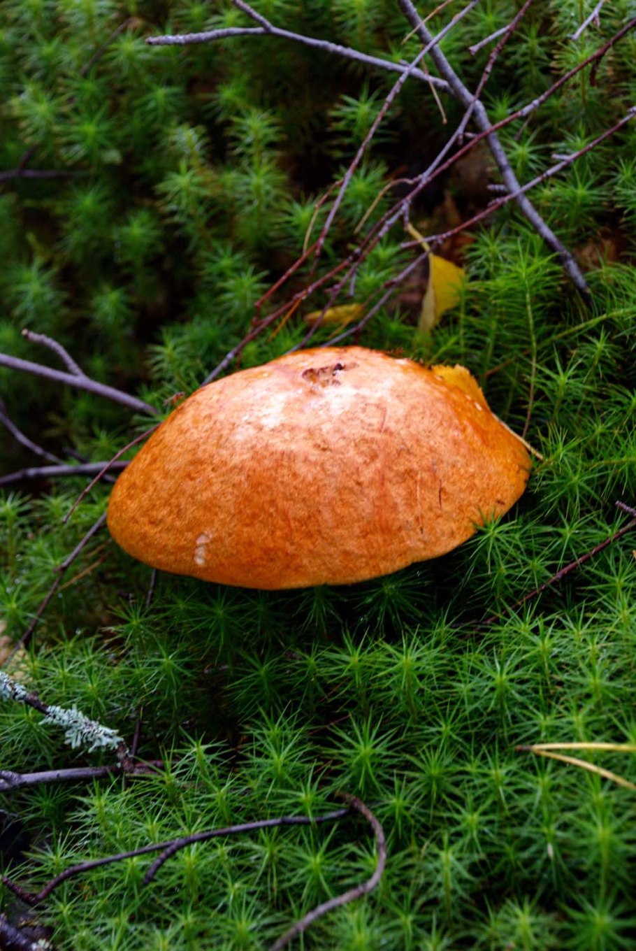 Белые грибы в Карелии