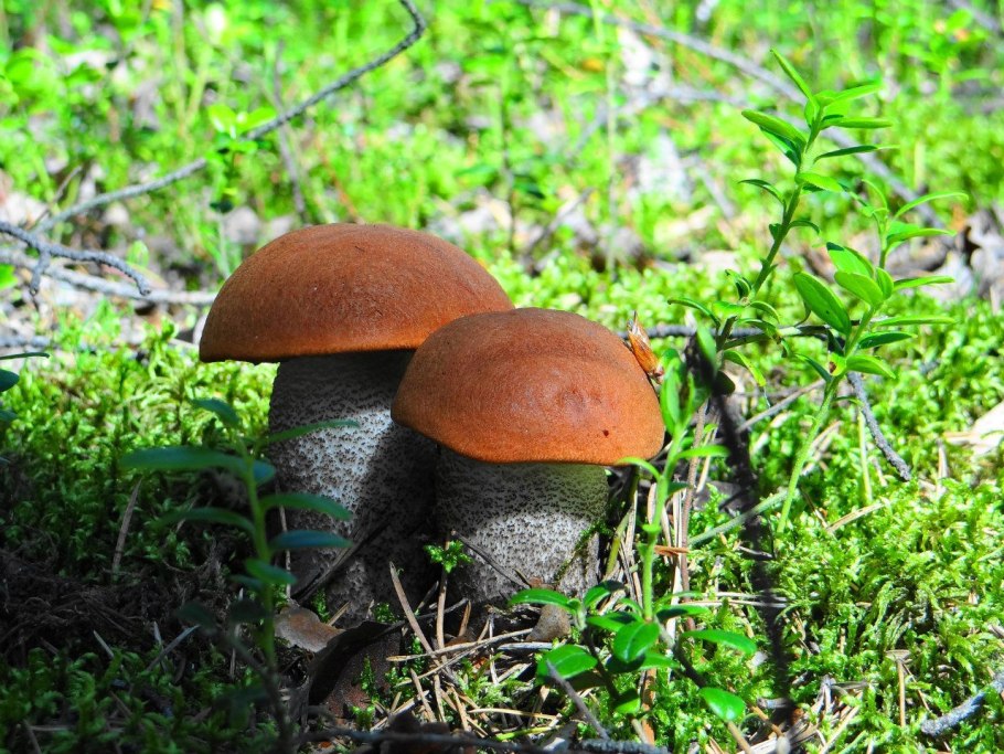 Micropercops cinctus