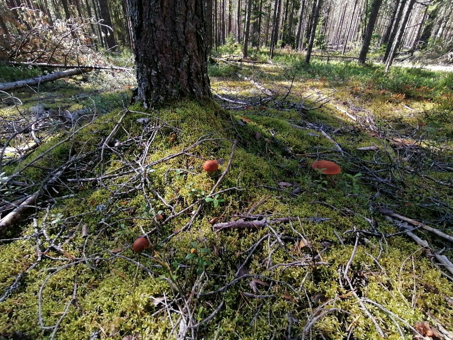 Редкие грибы Карелии