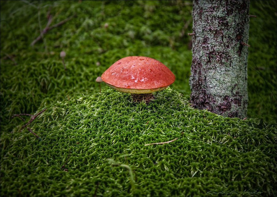 Паутинник фиолетовый