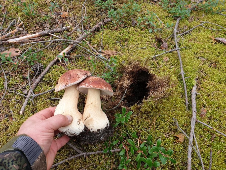 Гриб в лесу