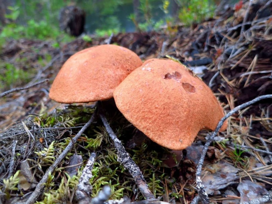 Гимнопил желтопластинчатый