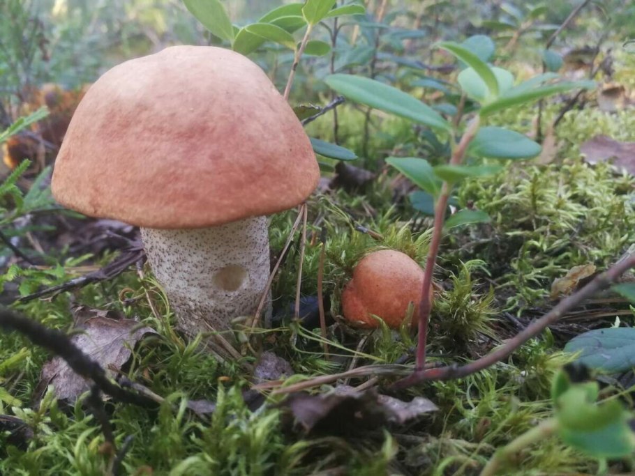 Подосиновик дубовый