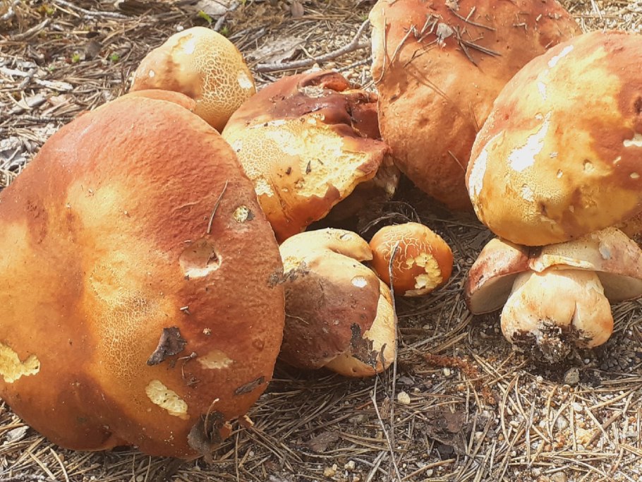 Гриб Chorioactis Geaster