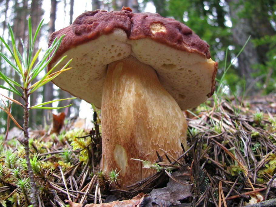 Гриб строфария сине-зеленая