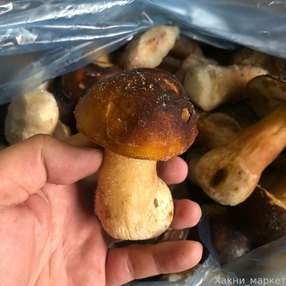 Первые грибы в мае