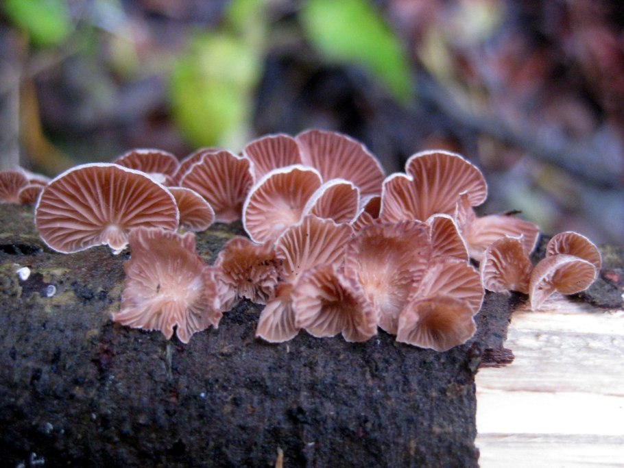 Грибы в Карелии 2020