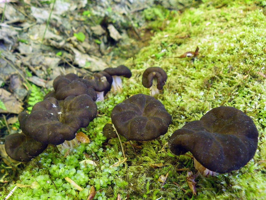 Карельский грибы подосиновик