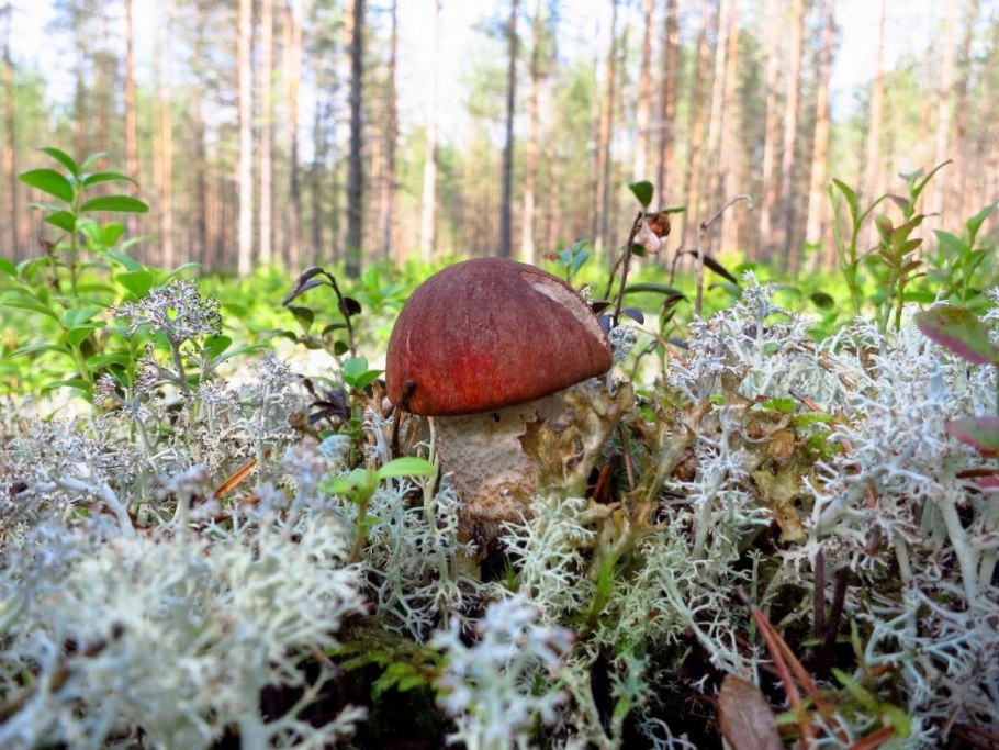 Грибы опята в Карелии