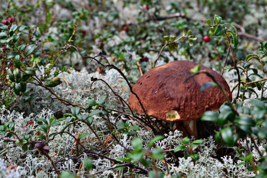 Тундра грибы выше деревьев