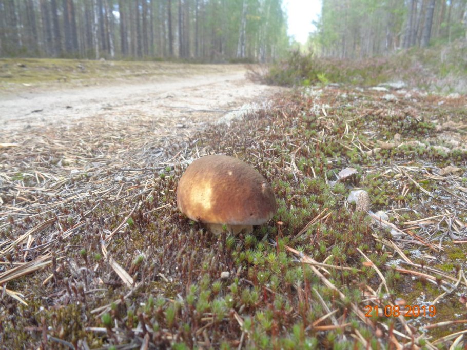 Цветохвостник Арчера (Clathrus archeri)