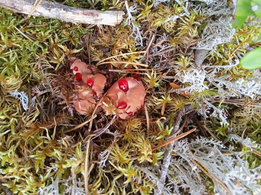 Грибы в Карелии 2021