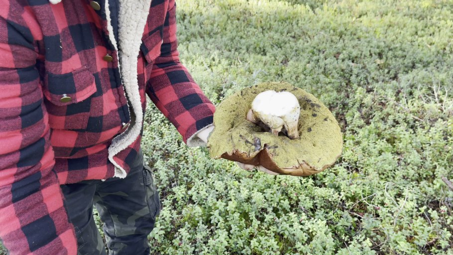 Редкие грибы Ленинградской области