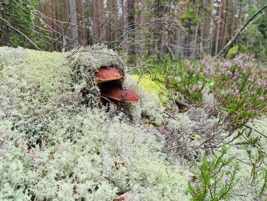 Сказочная Карелия грибы