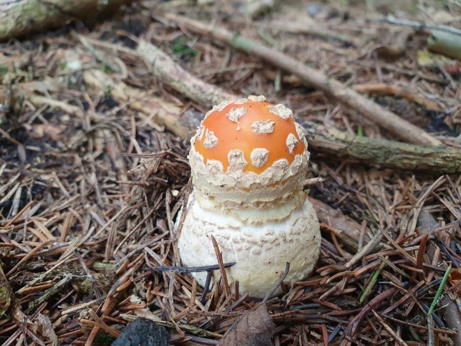 Республика Карелия грибы