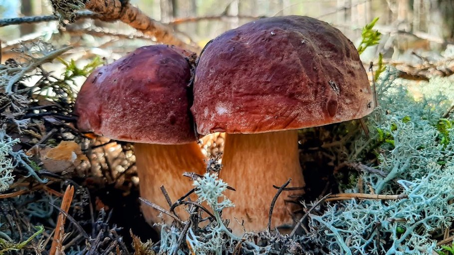 Несъедобные грибы Карелии