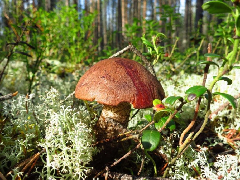 Подосиновики в Карелии