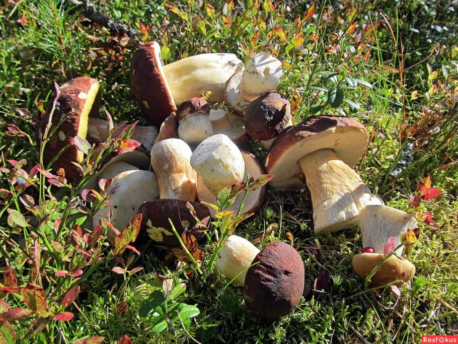 Боровичок гриб