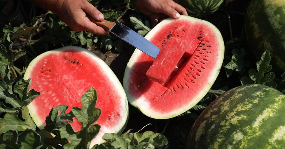 Арбузный натюрморт