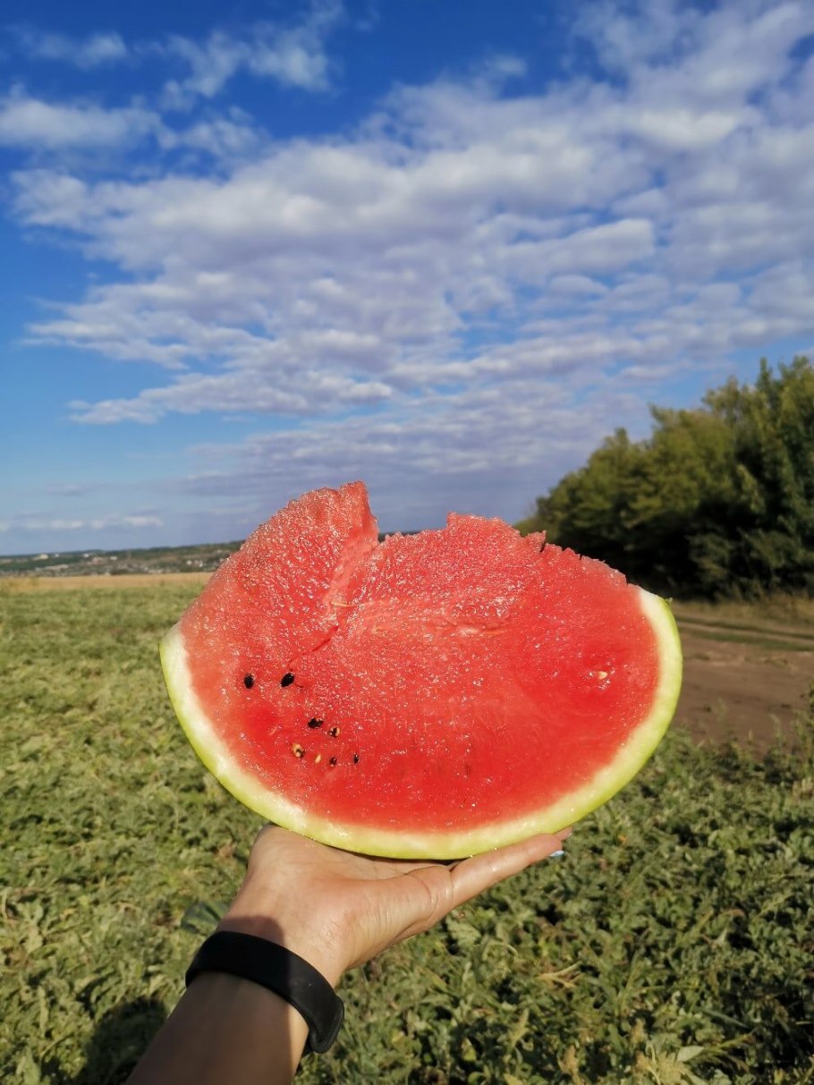 Арбуз дыня брусника