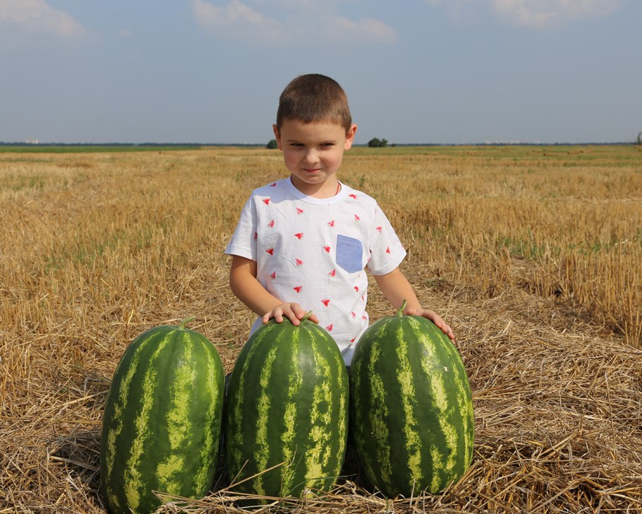 Арбуз на бахче