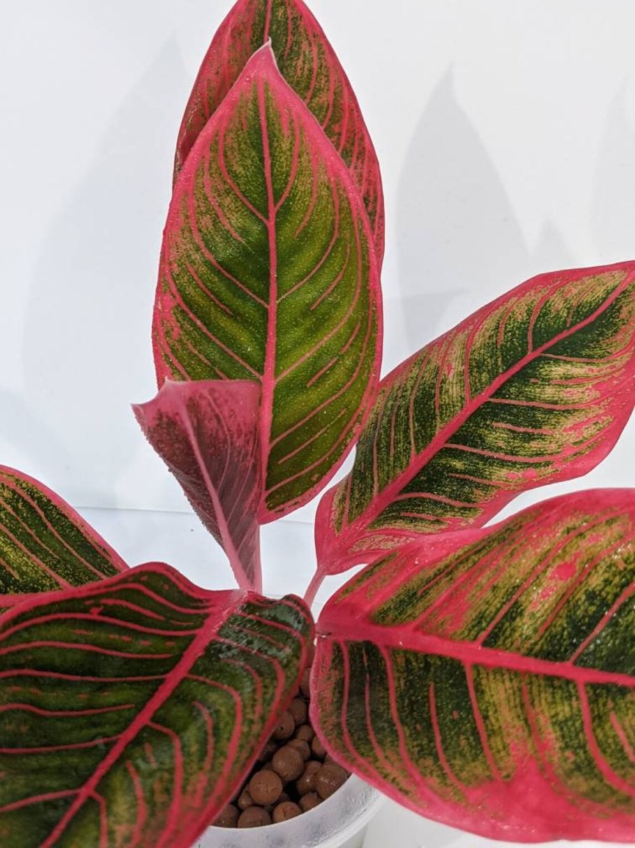 Аглаонема маранта