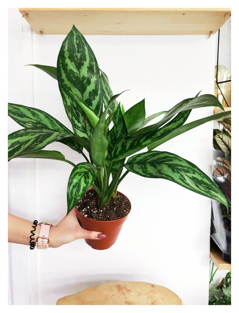 Аглаонема Просперити