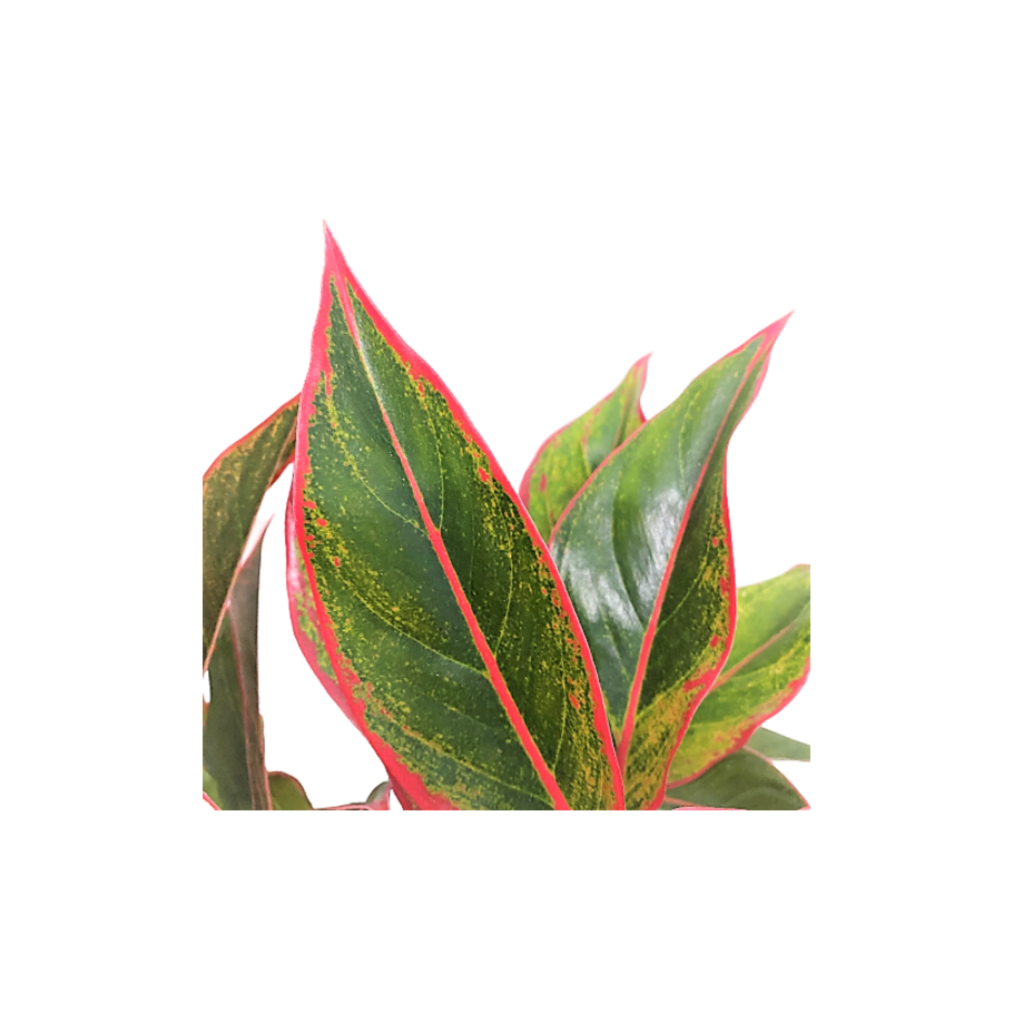 Аглаонема скромная Aglaonema modestum