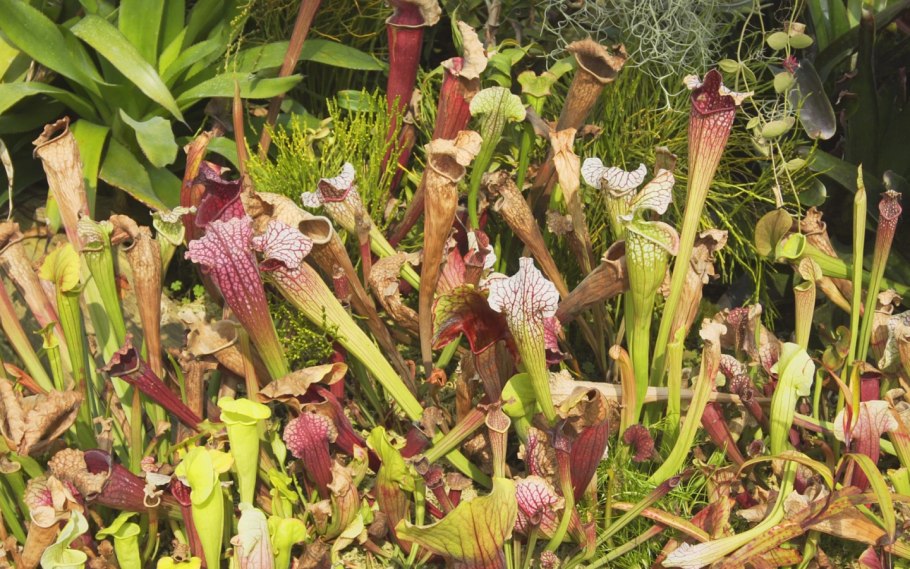 Pleurothallis Sarracenia